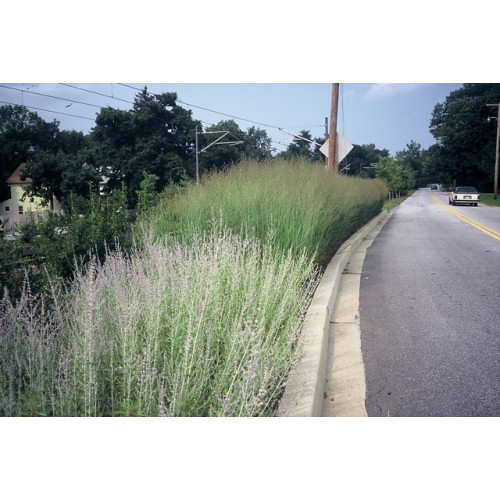 Panicum virgatum Heavy Metal - Vingergras
