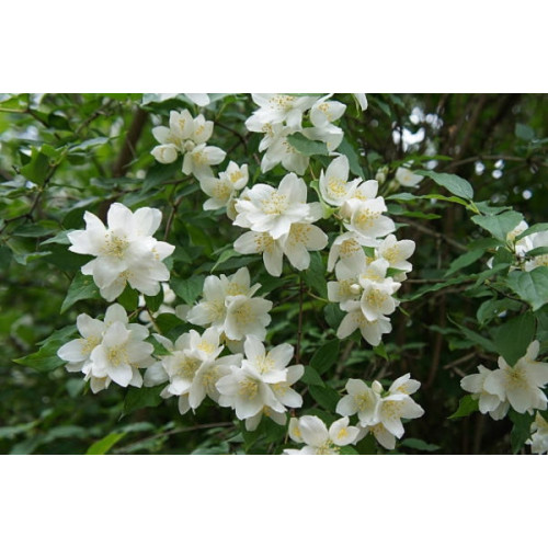 Jasmijn - Jasminum offincinale