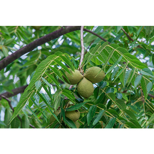 Juglans nigra - Zwarte walnoot