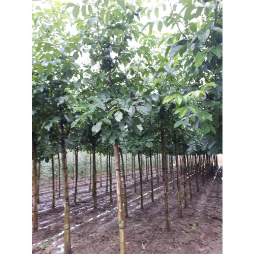 Juglans regia Broadview - Walnoot - boom