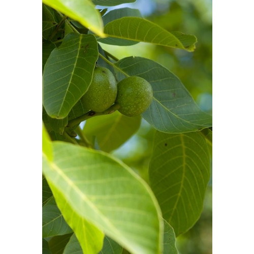 Juglans regia - Walnoot