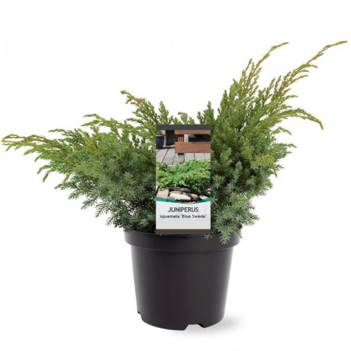 Juniperus squamata Blue Swede | Jeneverbes