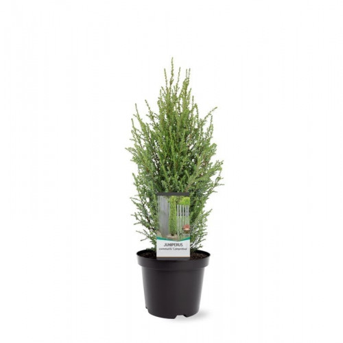 Juniperus communis Compressa | Dwerg Jeneverbes