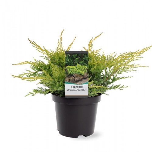 Juniperus pfitzeriana Gold Star | Jeneverbes