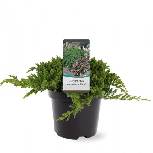 Juniperus procumbens Nana | Jeneverbes