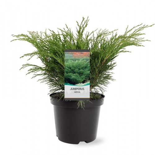 Juniperus sabina | Sabijnse Jeneverbes