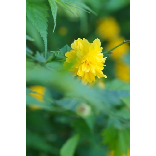 Ranonkelstruik - Kerria japonica Pleniflora