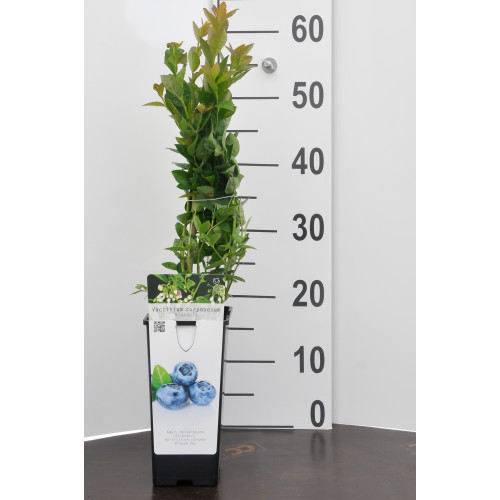 Bosbes - Vaccinium corymbosum Bluegold