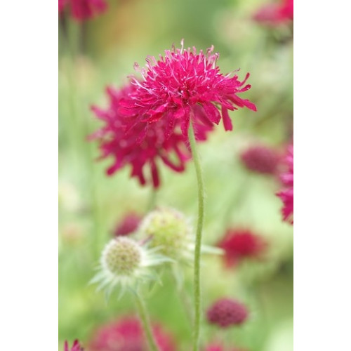 Knautia macedonica - Beemdkroon