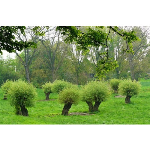 Salix alba - Knotwilg - boom