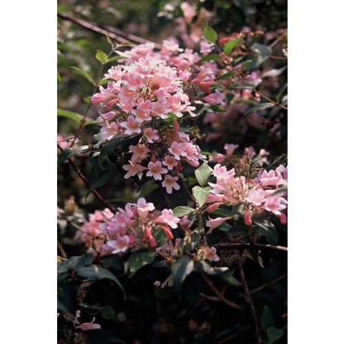 Kolkwitzia amabilis 'Pink Cloud'