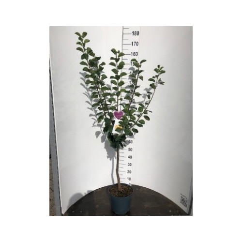 Prunus d. 'Victoria' Rode pruim