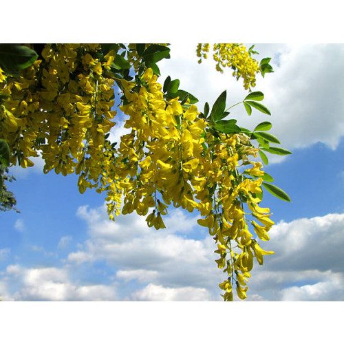 Laburnum wat. Vossii - Gouden regen