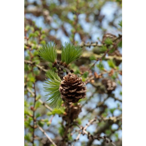 Larix kaempferi - Japanse Larix