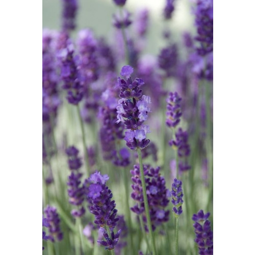 Lavandula angustifolia “Dwarf Blue” - Lavendel