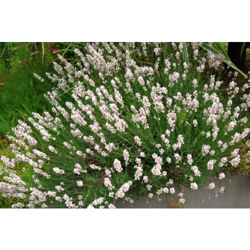 Lavandula int. Edelweiss - Witte Lavendel