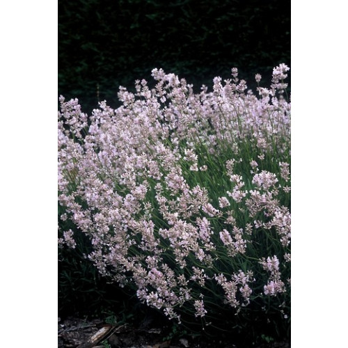 Lavandula angustifolia Rosea | Roze Lavendel