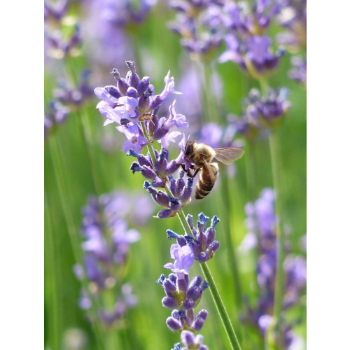Lavandula angustifolia Dwarf Blue - Lavendel