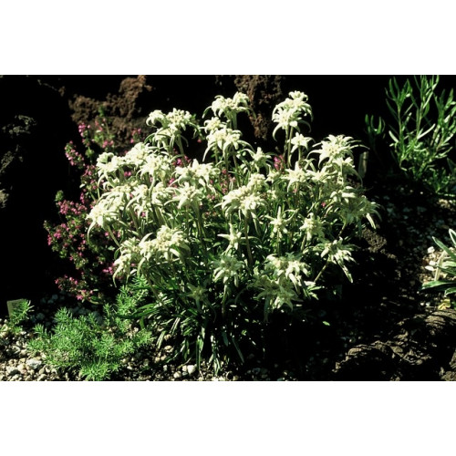 Leontopodium alpinum - Edelweiss - 