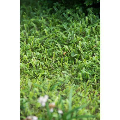 Leptinella potentillina - Koperknoopje - 