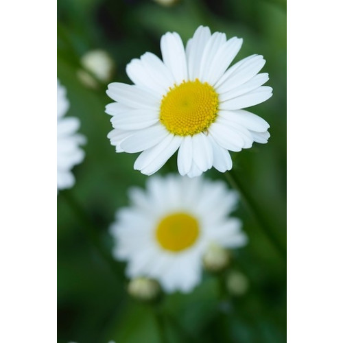 Leucanthemum Snow Lady - Margriet