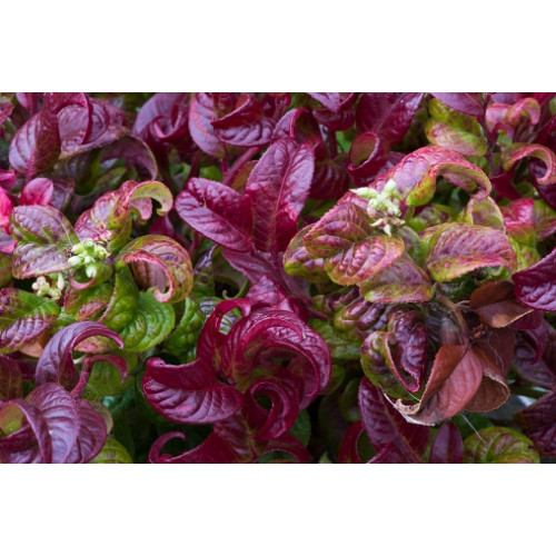 Druifheide - Leucothoe 'Curly Red'