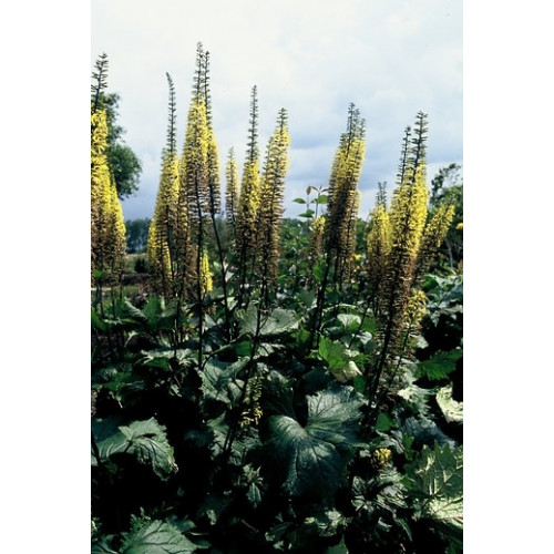 Ligularia przewalskii - Kruiskruid