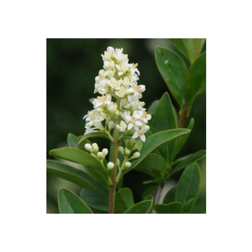 Ligustrum vulgare Lodense - Liguster