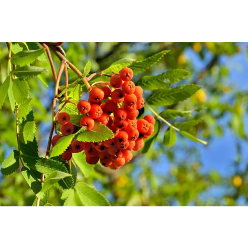 Sorbus aucuparia - Gewone Lijsterbes