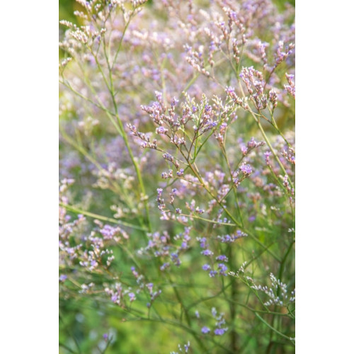 Limonium latifolium - Lamsoor