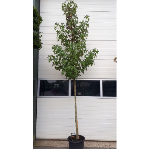 Liquidambar styraciflua - Amberboom