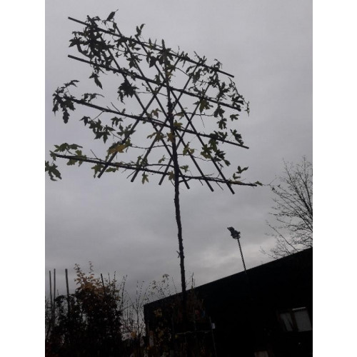 Liquidambar styraciflua - Amberboom Leivorm