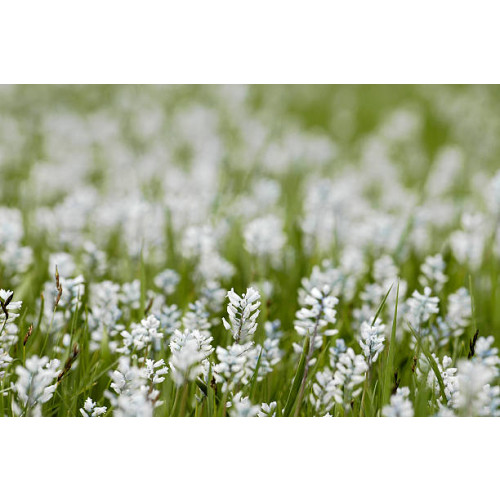 Liriope muscari Monroe White - Leliegras