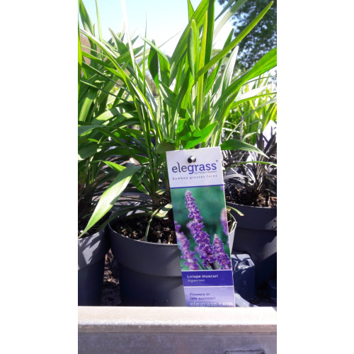 Liriope muscari Royal Purple - Leliegras