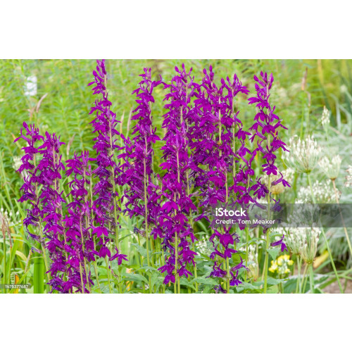 Lobelia Hadspen Purple - Prachtlobelia