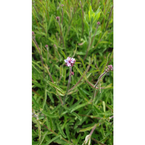 Verbena bonariensis Lollipop - Ijzerhard