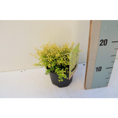 Lonicera nitida 'Baggesen's Gold' - Kamperfoelie