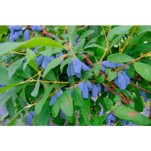 Lonicera c. Blue Velvet - Honingbes