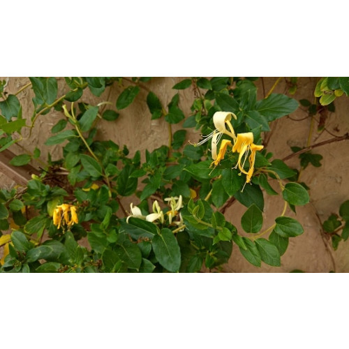 Lonicera jap. Halliana | Kamperfoelie