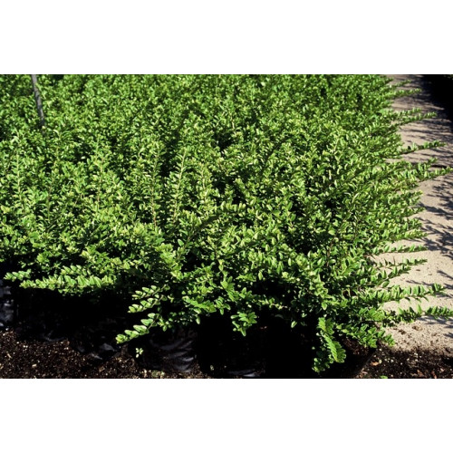 Lonicera nit. Hohenheim Findling | Struikkamperfoelie