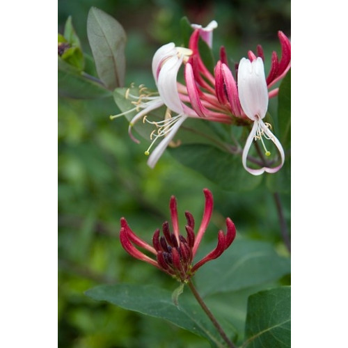 Lonicera periclymenum 'Belgica' - Kamperfoelie