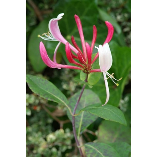 Kamperfoelie - Lonicera per. 'Serotina'