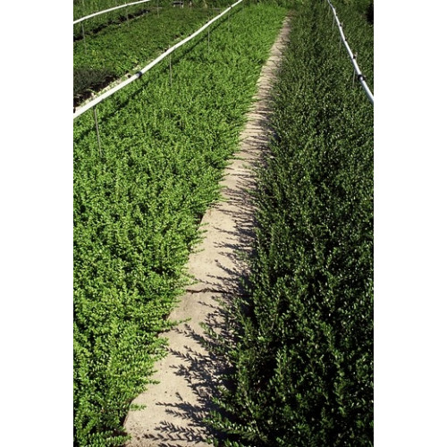 Lonicera pileata Moss Green | Kamperfoelie