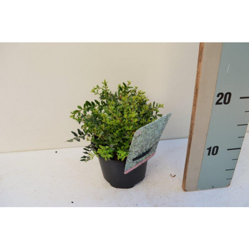 Lonicera nitida 'Silver Beauty' - Kamperfoelie