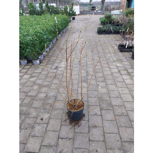 Lonicera Winter Beauty - Struik kamperfoelie