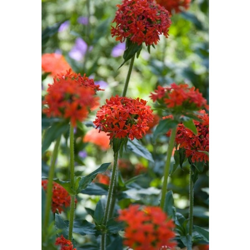 Lychnis chalcedonica - Brandende liefde