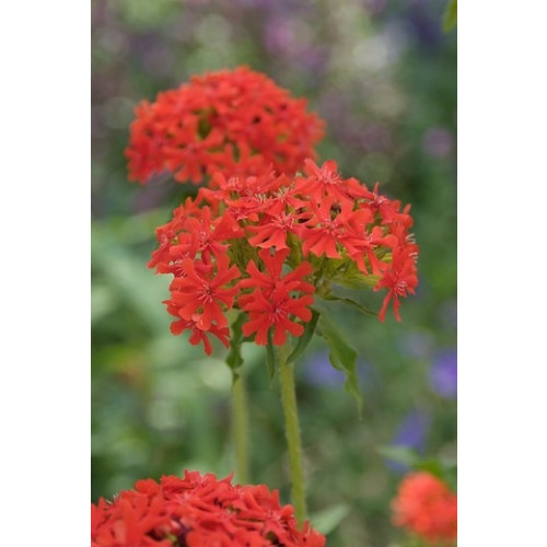 Lychnis arkwrightii Vesuvius - Koekoeksbloem - 