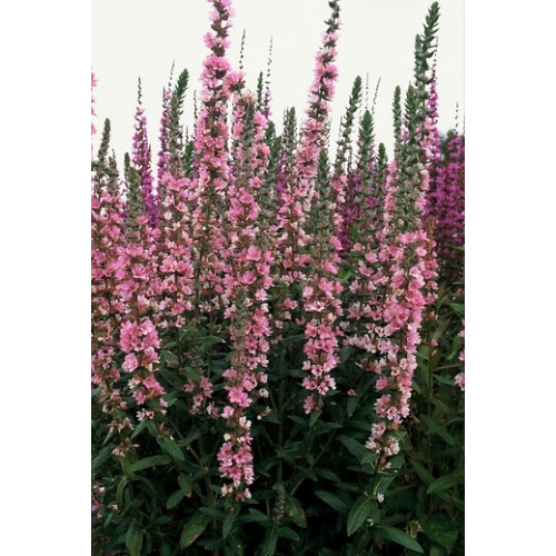 Lythrum salicaria “Blush” - Kattenstaart