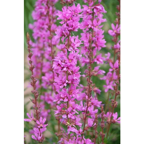 Lythrum salicaria Robert - Grote kattenstaart