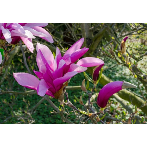 Magnolia Betty | Beverboom